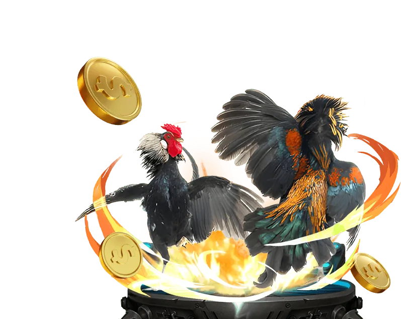 Sân đấu đá gà Mỹ trực tiếp sôi động